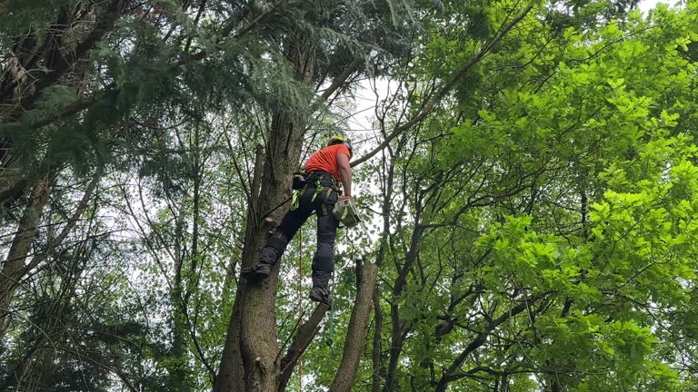 Millen, GA Tree Services Company